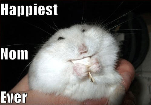 Happiest Nom Ever Funny Hamster Image