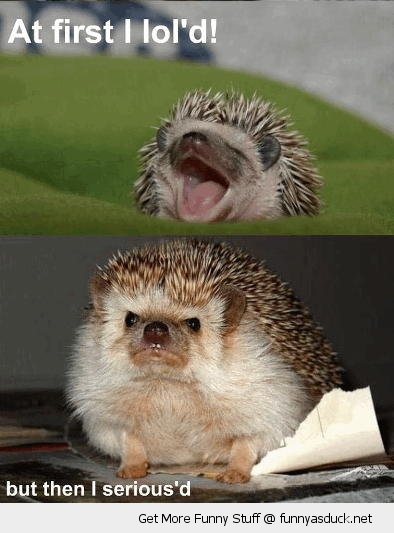 Hedgehog Serious And Laughing Funny Lol Picture