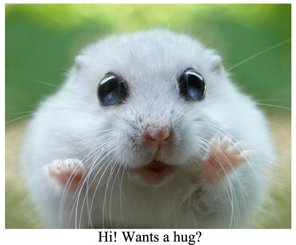 Hi Wants A Hug Funny Hamster Image