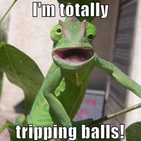 I Am Totally Tripping Balls Funny Chameleon Picture