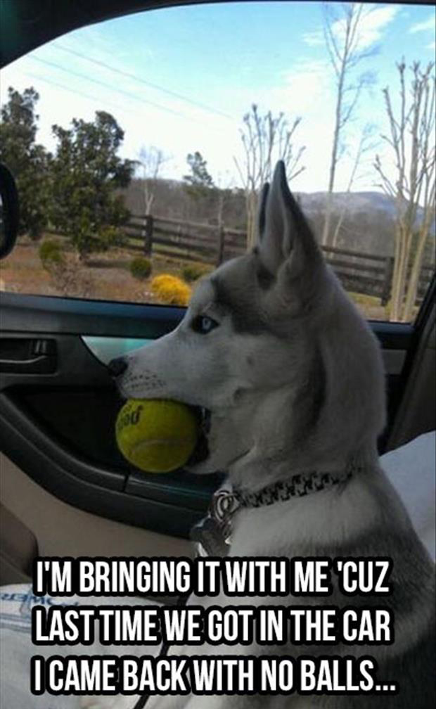 I Came Back With No Balls Funny Dog Meme Picture