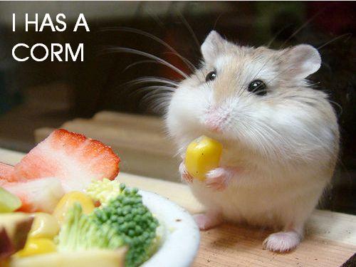 I Has Corm Funny Hamster Image