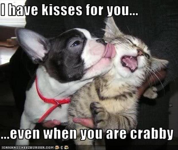 I Have Kisses for You Funny Dog And Cat Image
