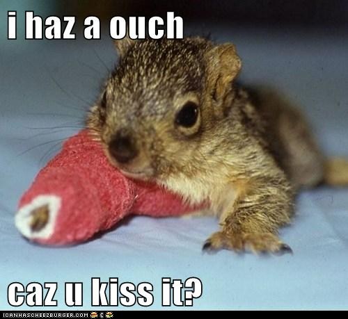 I Haz A Ouch Caz U Kiss It Funny Squirrel Image