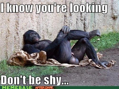 I Know You Are Looking Don't Be Shy Funny Chimpanzee Meme