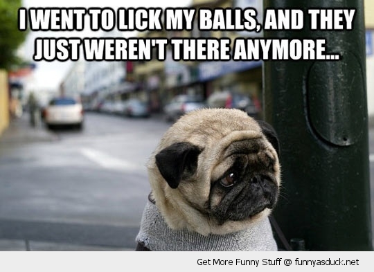 I Went To Lick My Balls And They Just Were't There Anymore Funny Pug Dog Meme