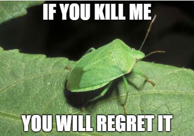 If You Kill Me You Will Regret It Funny Insect Picture