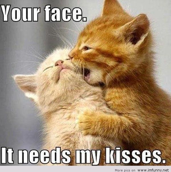 It Needs My Kisses Funny Cats Picture