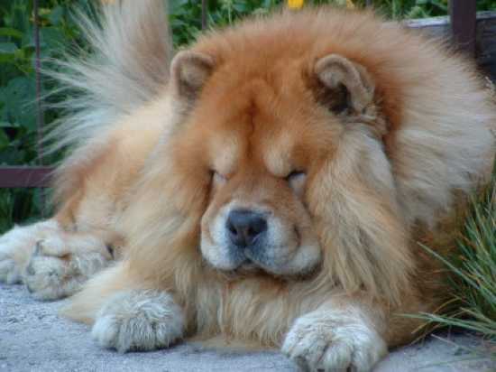 Lazy Chow Chow Dog Picture