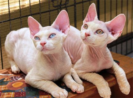 Less Hair White Devon Rex Cat With Big Ears