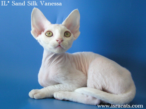 Less Hairy White Devon Rex Cat Sitting
