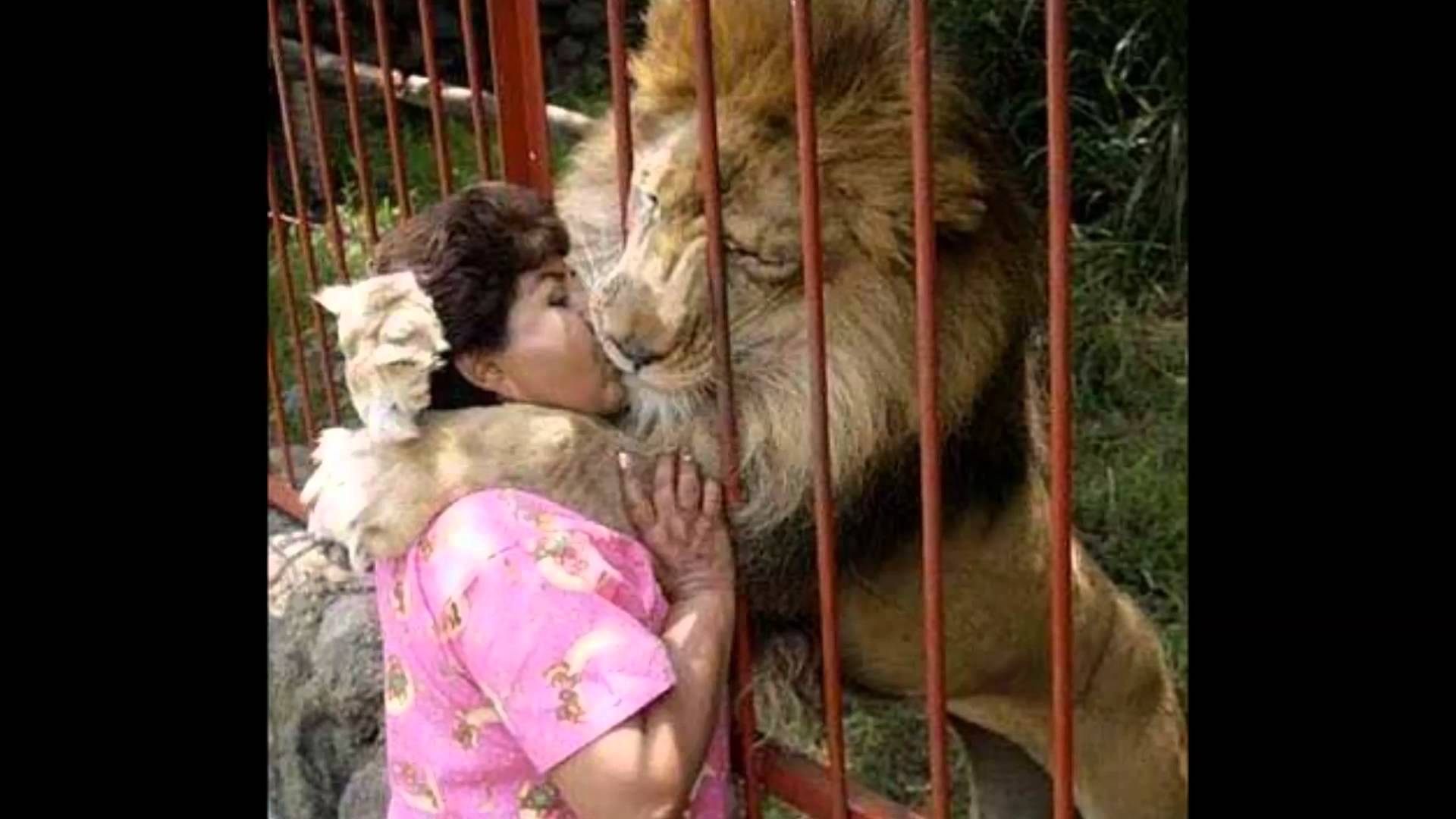 Lion Funny Nasty Kissing Girl