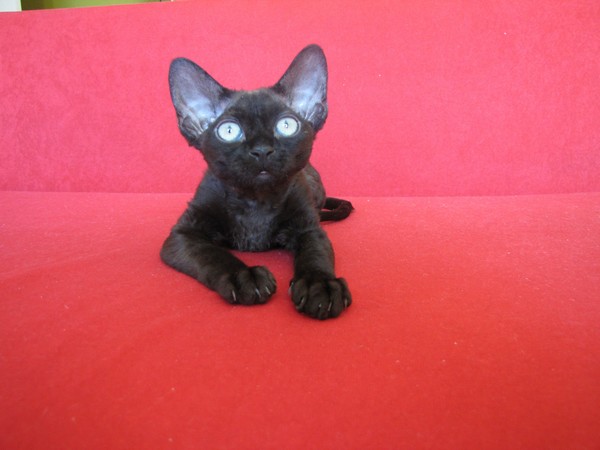 Little Black Devon Rex Kitten Sitting On Red