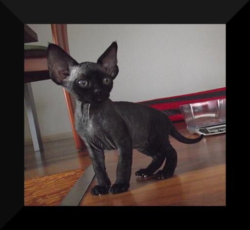 Little Black Devon Rex Kitten With Big Ears