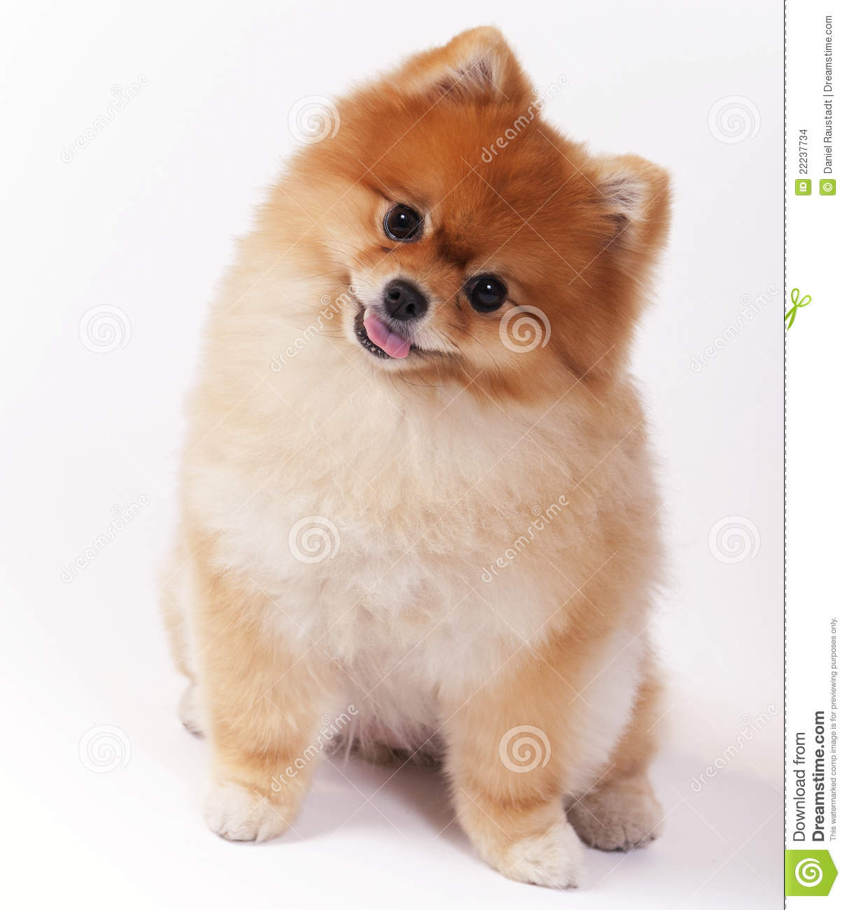 Little Cute Pomeranian Dog Looking At You