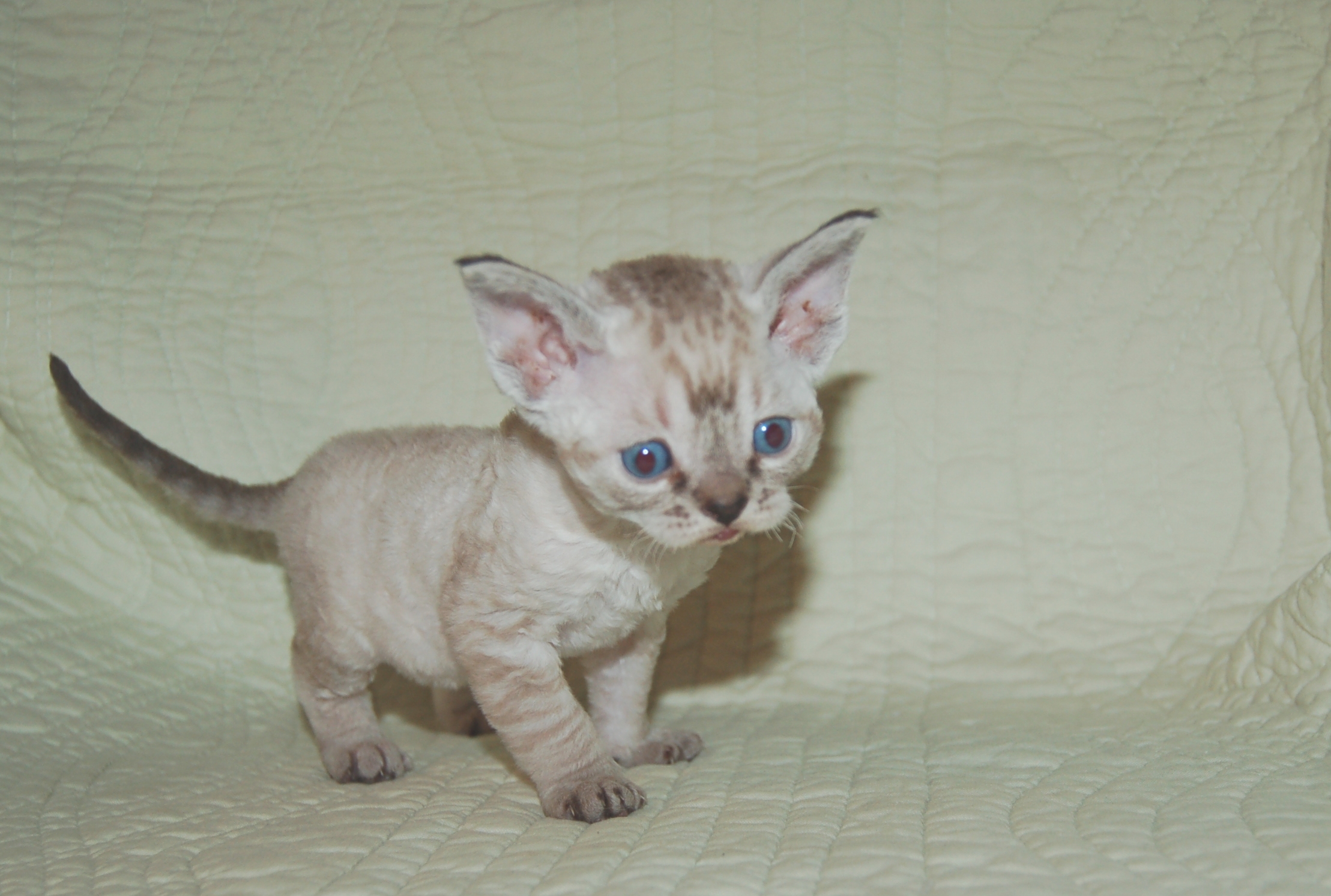 Little Devon Rex Kitten Picture