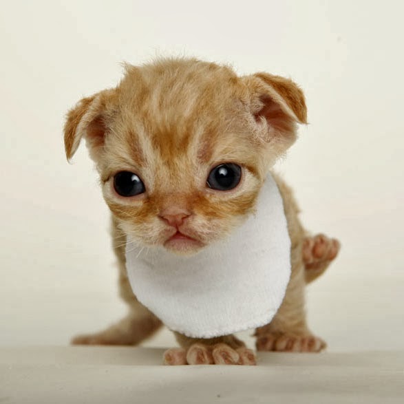 Little Orange Devon Rex Kitten