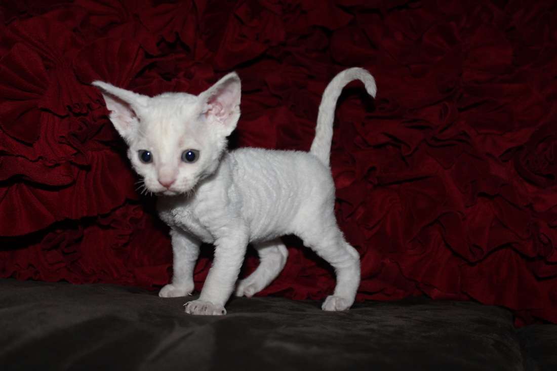 Little White Devon Rex Kitten