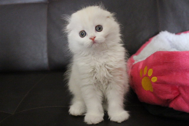 Long Hair White Cute Scottish Fold Kitten Looking At Camera