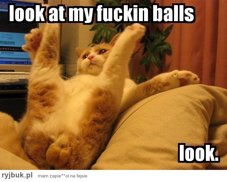 Look At My Fucking Balls Look Funny Cat Meme