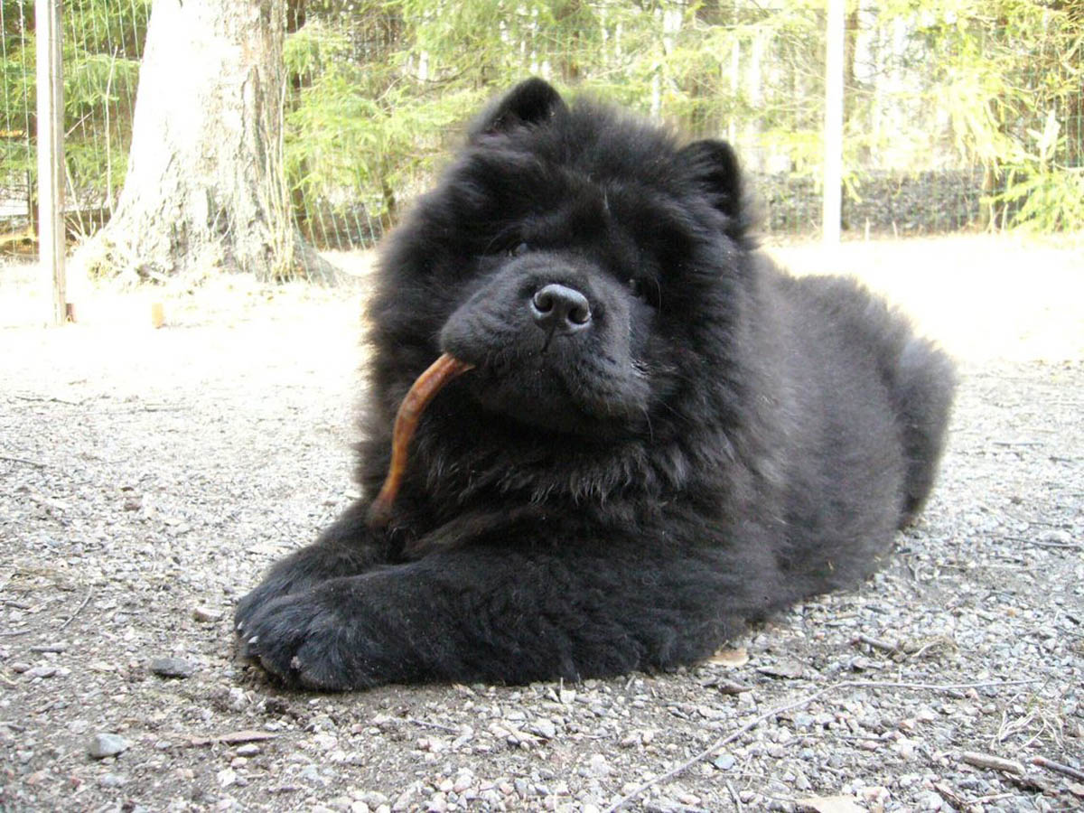 Lovely Black Chow Chow Sitting On Road