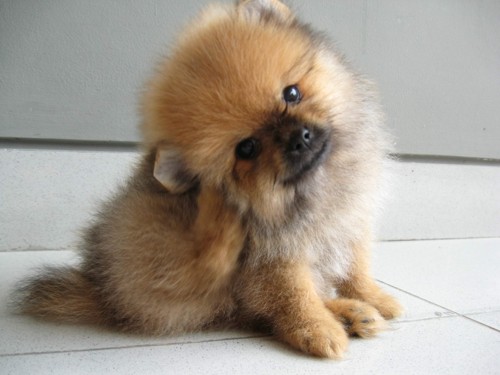 Mini Pomeranian Puppy Picture