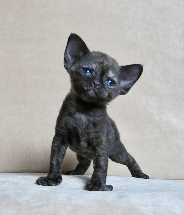 Miniature Black Devon Rex Kitten