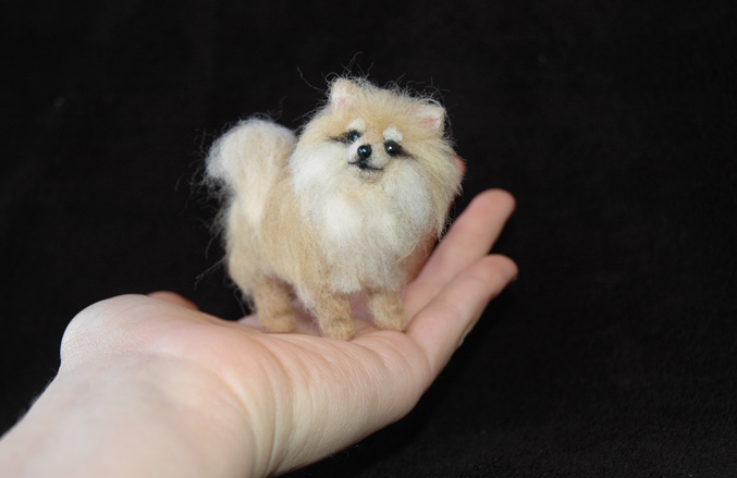 Miniature Pomeranian Puppy In Hand