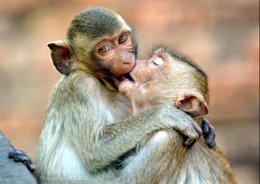 Monkey Couple Kissing Funny Image