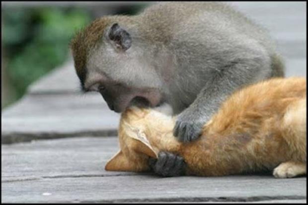 Monkey Kissing Cat Funny Picture