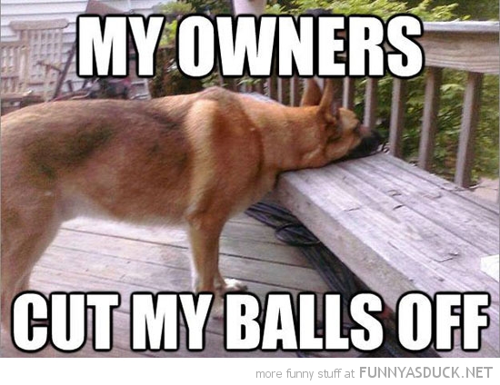 My Owners Cut My Balls Off Funny Dog Meme Picture
