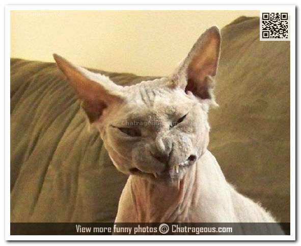 Nasty Face Cat Funny Picture