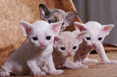 New Born Cute Little Devon Rex Kittens
