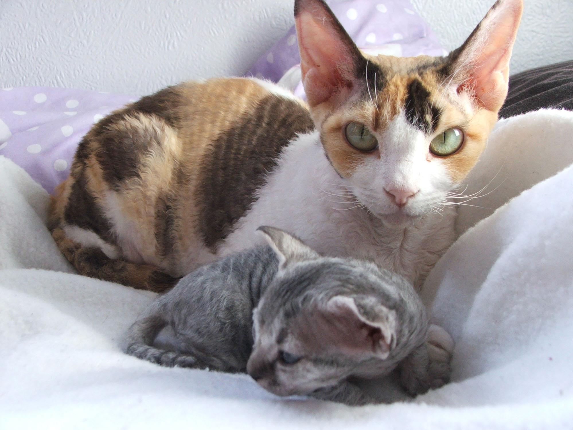 New Born Devon Rex Kitten With Mom