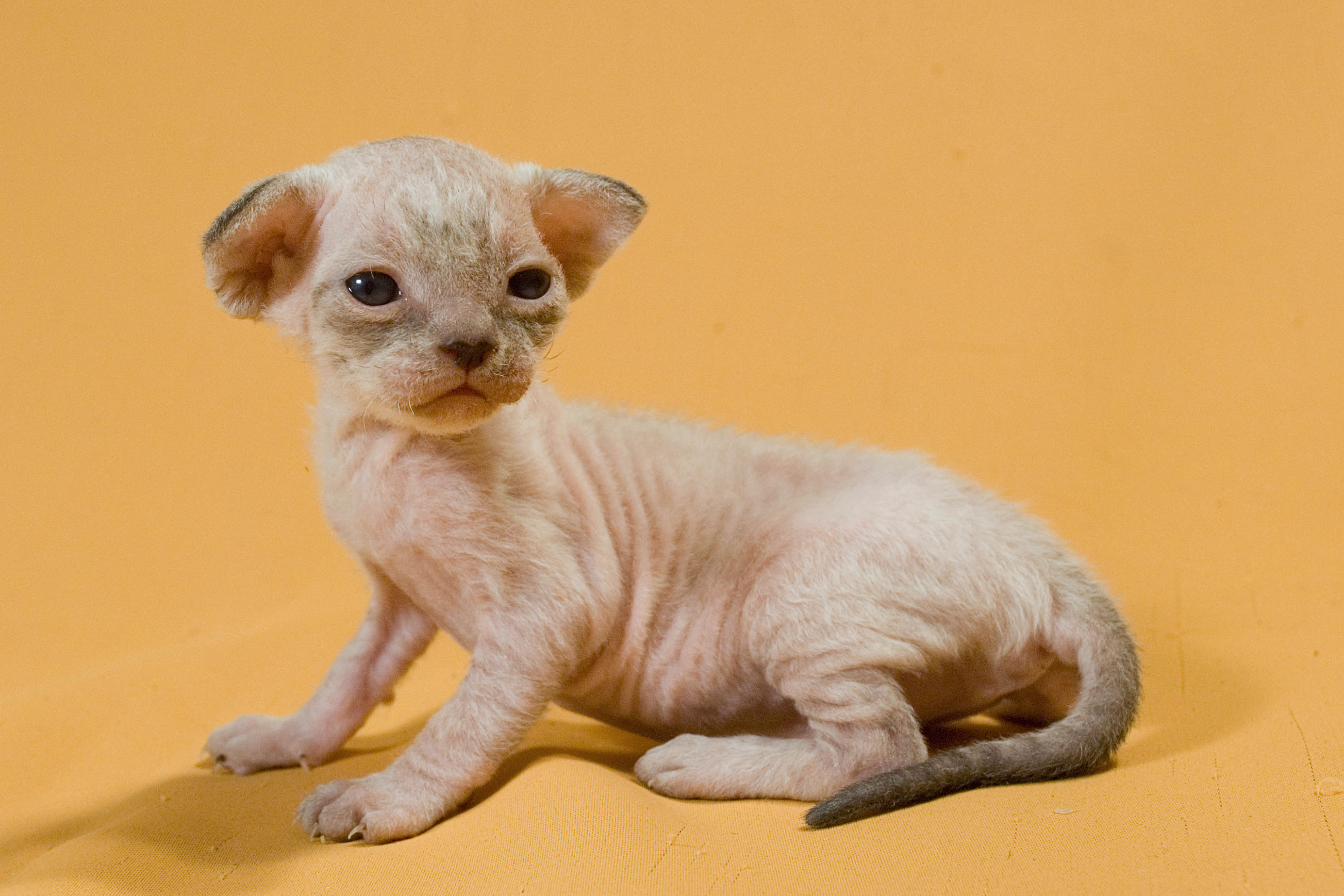 New Born Devon Rex Kitten