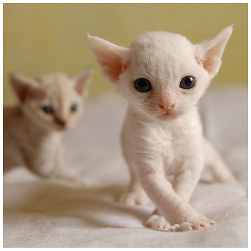 New Born White Devon Rex Kitten Looking At Camera