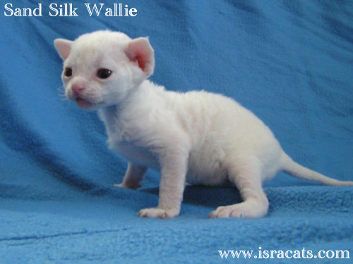 New Born White Devon Rex Kitten