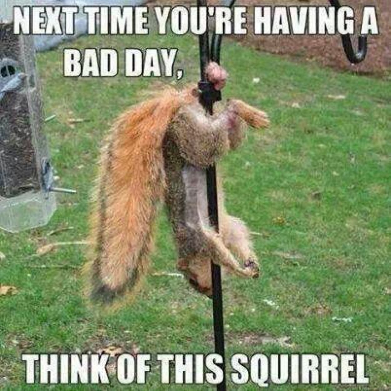 Next Time You Are Having A Bad Day Funny Ouch Squirrel Picture