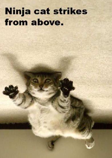 Ninja Cat Strikes From Above Funny Lol Picture