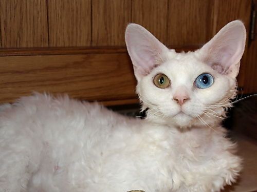 Odd Eyes White Devon Rex Cat