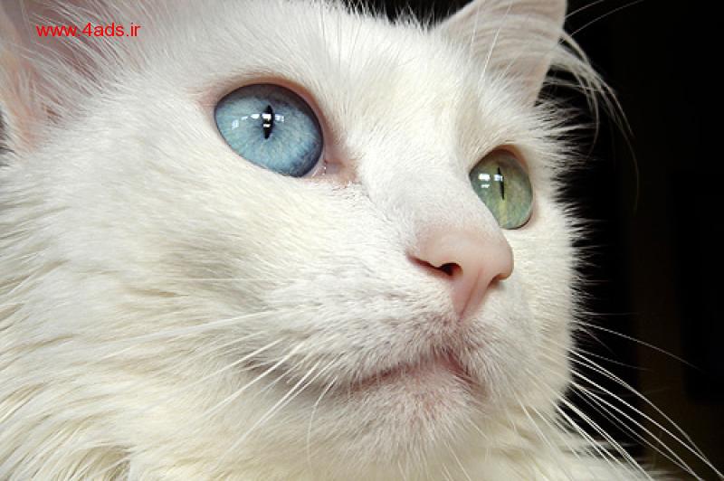 Odd Eyes White Tonkinese Cat Face