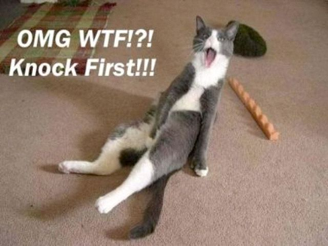 Omg Wtf Knock First Funny Lol Cat Image