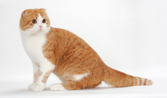 Orange And White Scottish Fold Cat