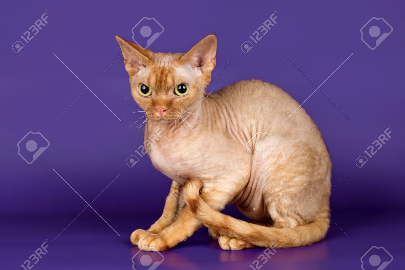 Orange Devon Rex Cat