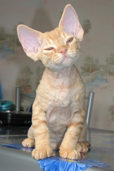 Orange Devon Rex Kitten With Big Ears