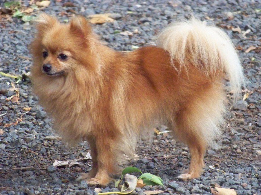 Orange Pomeranian Dog Image