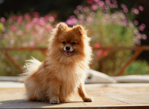 Orange Pomeranian Dog Sitting