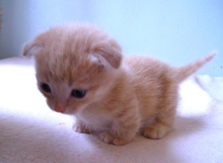 50+ Very Cute Scottish Fold Kitten Photo And Pictures