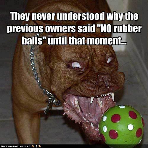 Owners Said No Rubber Balls Until That Moment Funny Dog Meme Picture