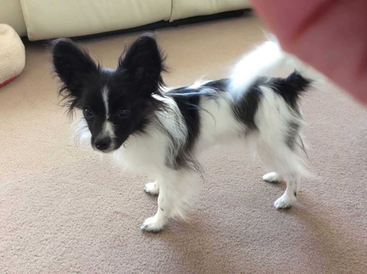Papillon Black And White Puppy